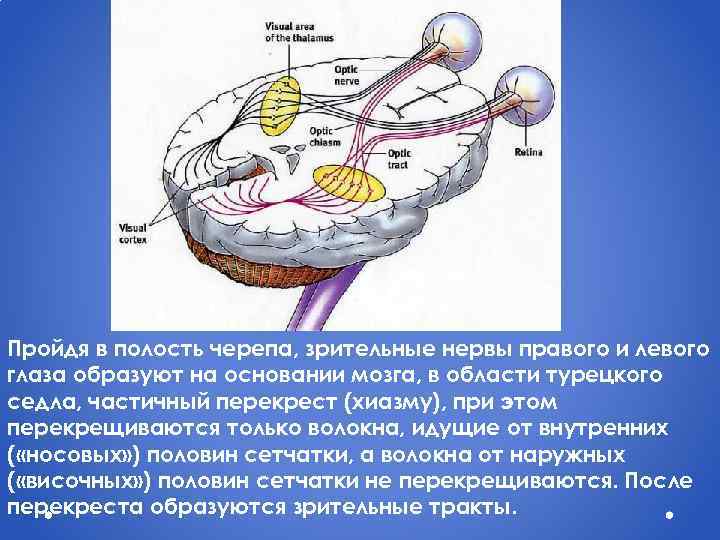 Пройдя в полость черепа, зрительные нервы правого и левого глаза образуют на основании мозга,