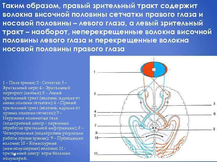 Таким образом, правый зрительный тракт содержит волокна височной половины сетчатки правого глаза и носовой