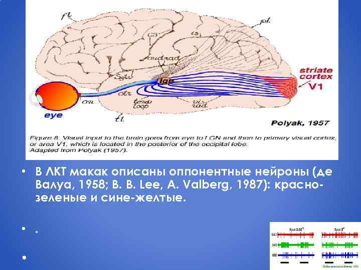  • В ЛКТ макак описаны оппонентные нейроны (де Валуа, 1958; B. B. Lee,