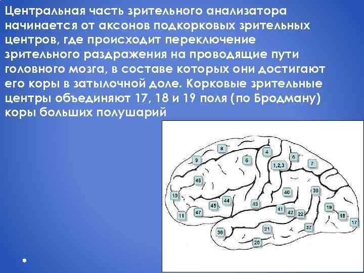 Центральная часть зрительного анализатора начинается от аксонов подкорковых зрительных центров, где происходит переключение зрительного