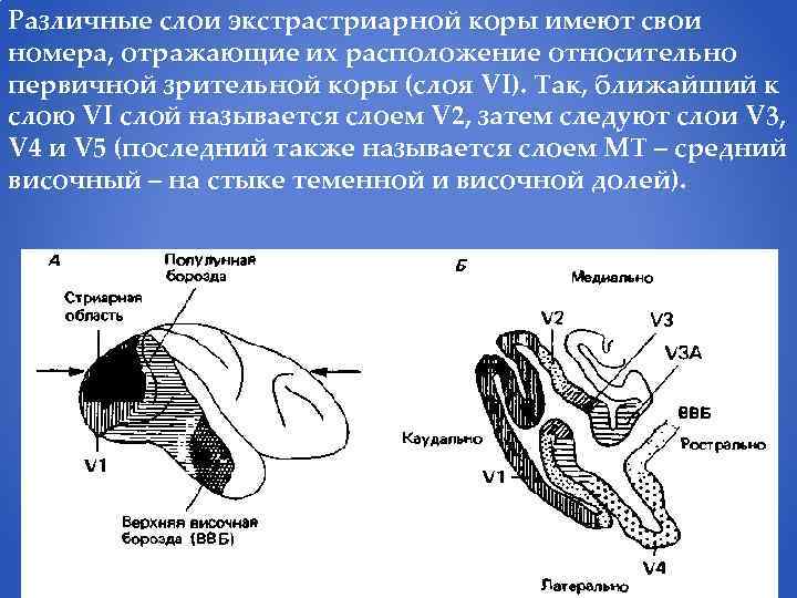 Различные слои экстрастриарной коры имеют свои номера, отражающие их расположение относительно первичной зрительной коры
