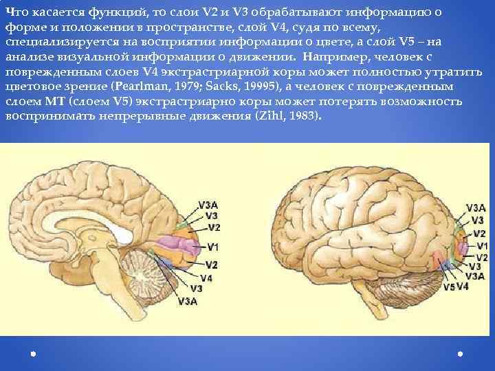 Что касается функций, то слои V 2 и V 3 обрабатывают информацию о форме