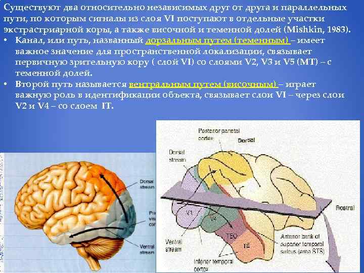Существуют два относительно независимых друг от друга и параллельных пути, по которым сигналы из