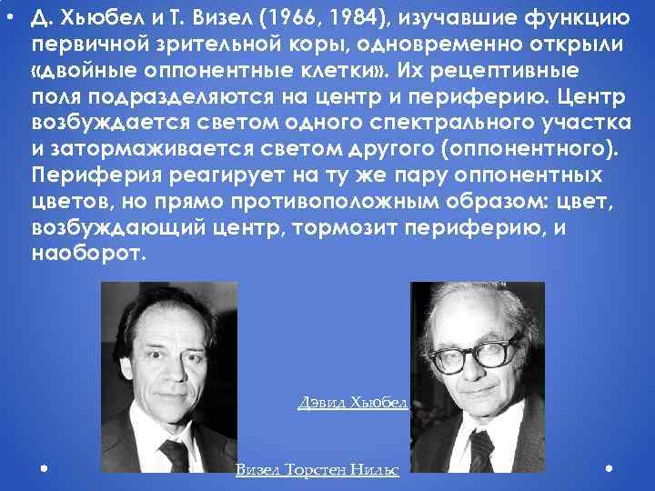  • Д. Хьюбел и Т. Визел (1966, 1984), изучавшие функцию первичной зрительной коры,
