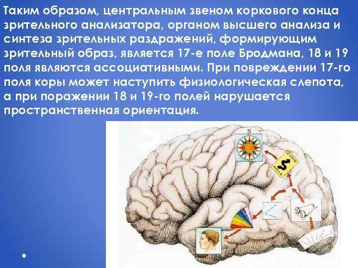 Таким образом, центральным звеном коркового конца зрительного анализатора, органом высшего анализа и синтеза зрительных