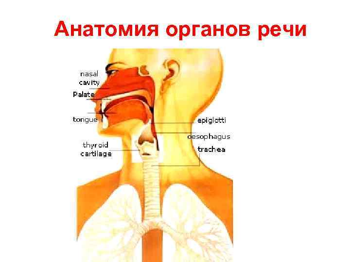 Физиология органов речи презентация