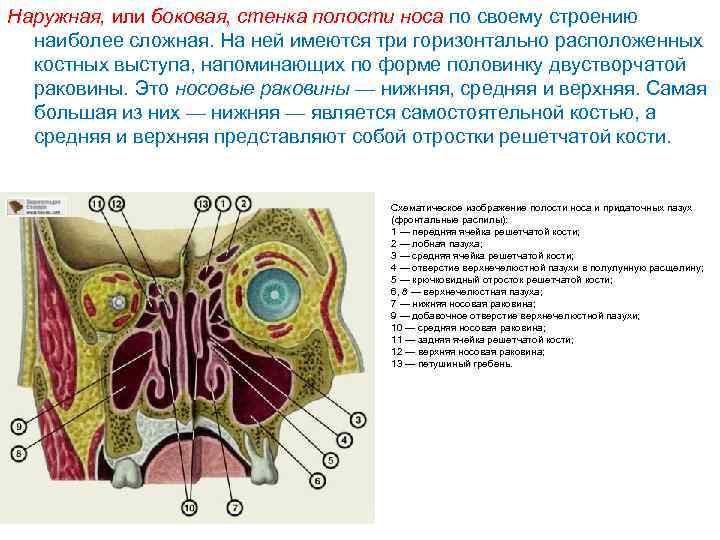 Наружная, или боковая, стенка полости носа по своему строению наиболее сложная. На ней имеются