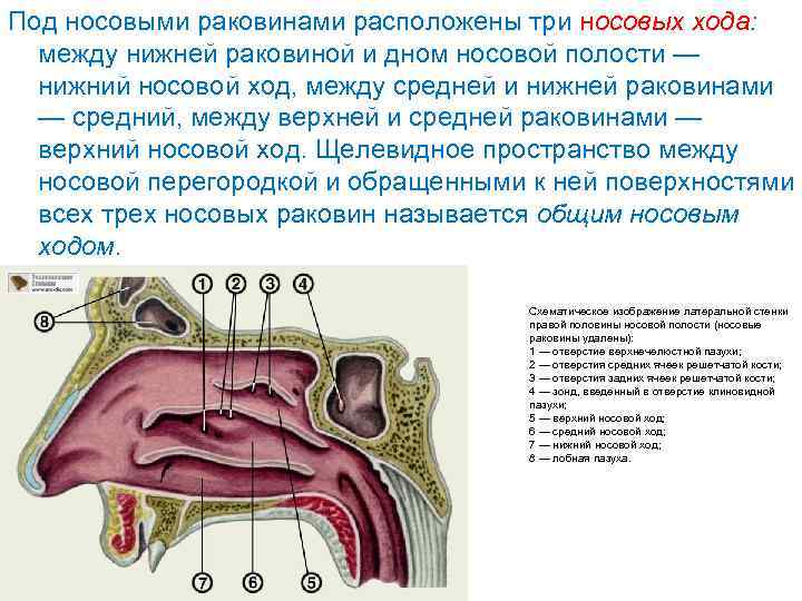 На рисунке изображен реснитчатый эпителий которым выстланы дыхательные пути и носовая полость