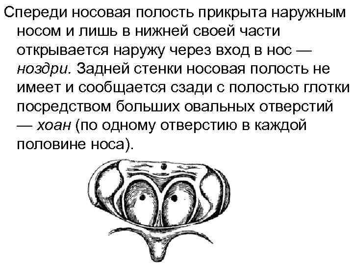 Спереди носовая полость прикрыта наружным носом и лишь в нижней своей части открывается наружу