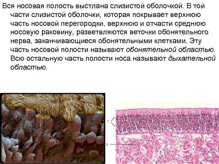 Вся носовая полость выстлана слизистой оболочкой. В той части слизистой оболочки, которая покрывает верхнюю