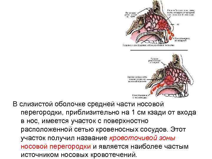 Патологии органов речи схема