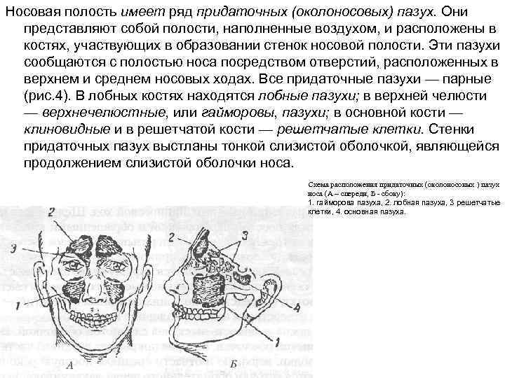 Зубы и пазухи гайморовы расположение схема