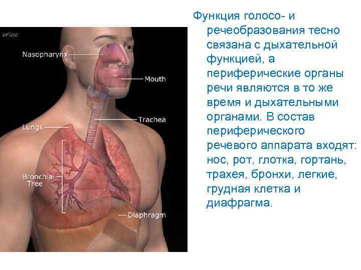 Функция голосо- и речеобразования тесно связана с дыхательной функцией, а периферические органы речи являются