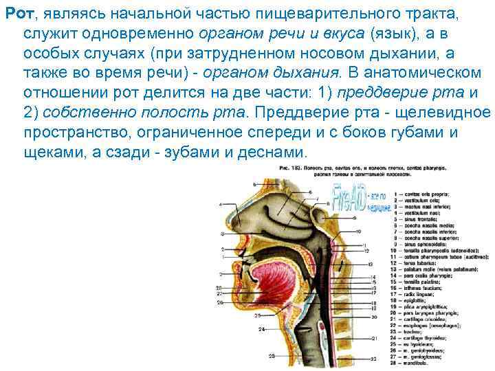 Патологии органов речи схема