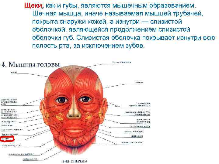 Как называется мышца выделенная на рисунке цветом