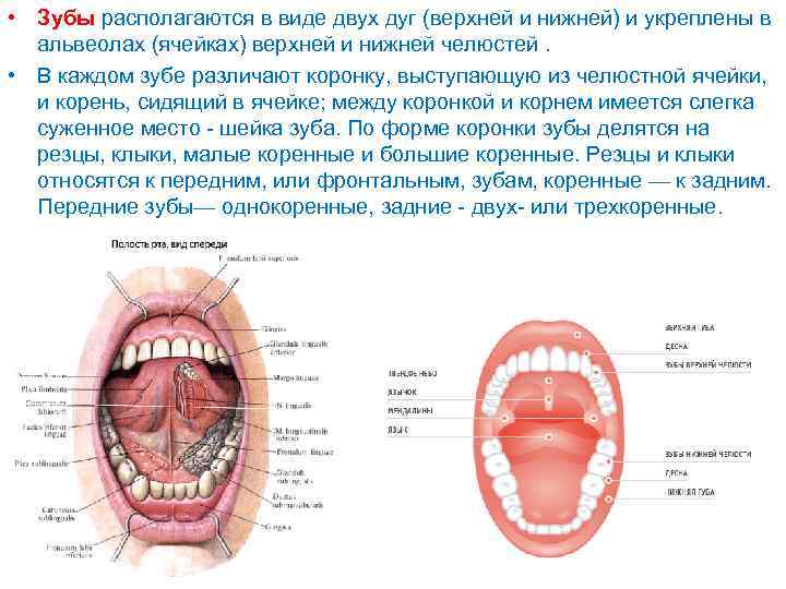 Альвеола ротовая полость. Что находится за зубами.