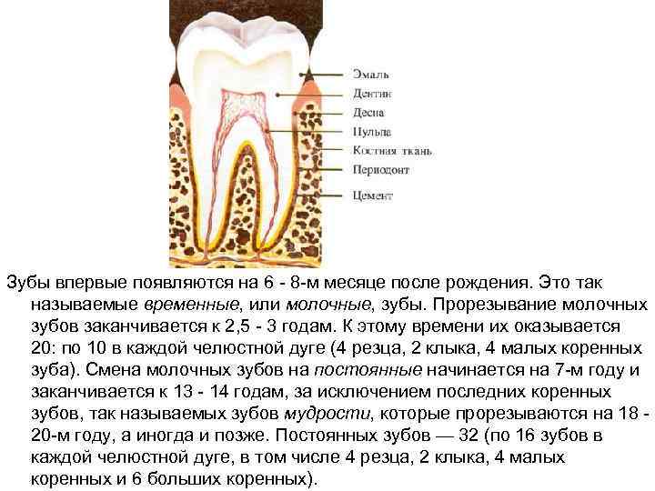 Зубы впервые появляются на 6 - 8 -м месяце после рождения. Это так называемые