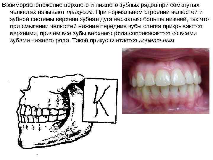Взаиморасположение верхнего и нижнего зубных рядов при сомкнутых челюстях называют прикусом. При нормальном строении