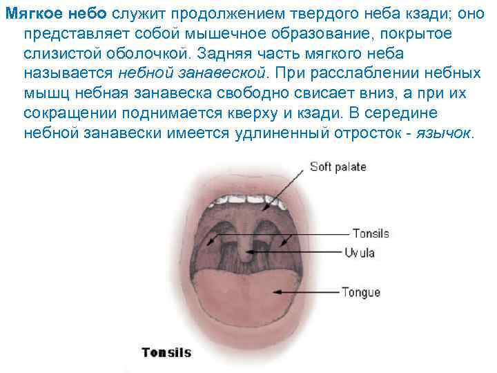 Твердое и мягкое небо