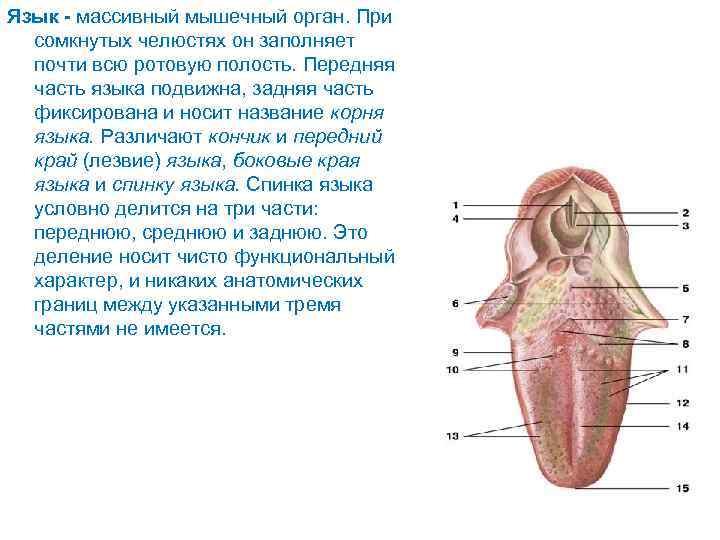 Язык - массивный мышечный орган. При сомкнутых челюстях он заполняет почти всю ротовую полость.