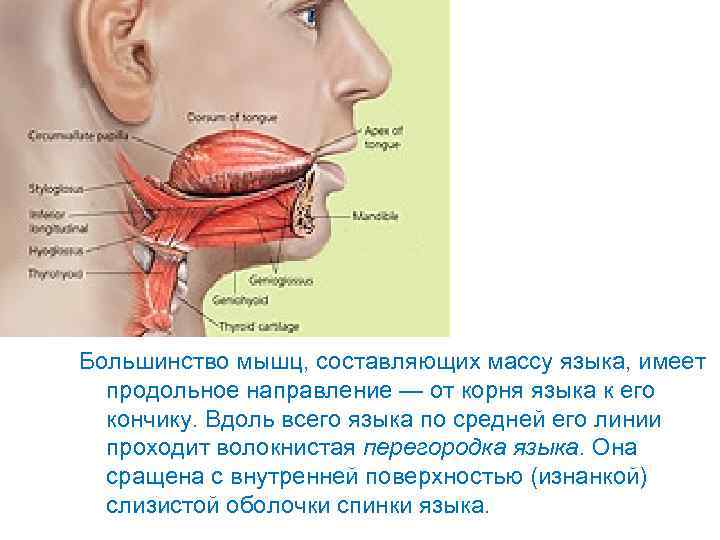 Язык имеет