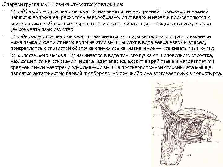К первой группе мышц языка относятся следующие: • 1) подбородочно-язычная мышца - 2; начинается