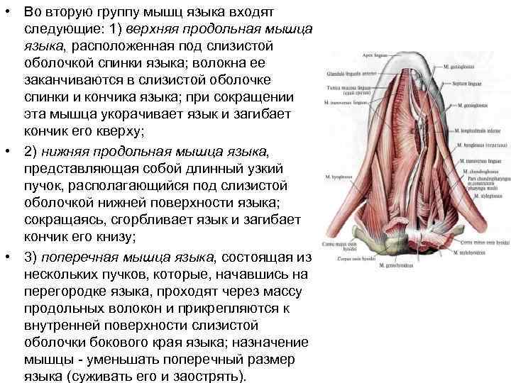 Мышцы языка анатомия картинки