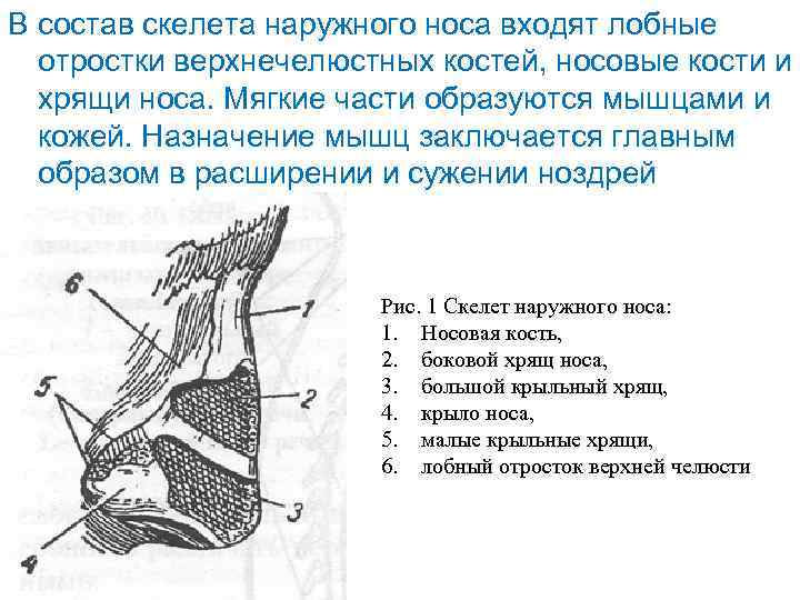 Каким номером на рисунке обозначена структура из которой в дальнейшем образуются мышцы животного