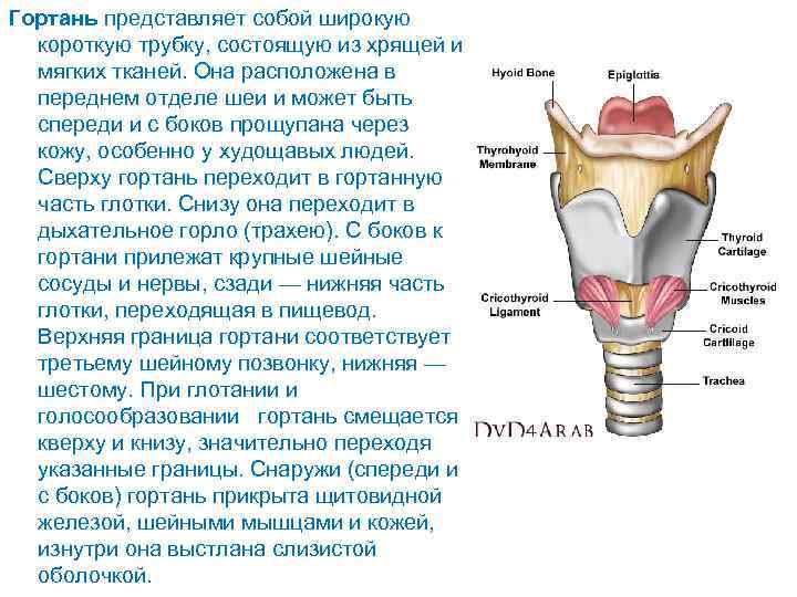 Гортань представляет собой широкую короткую трубку, состоящую из хрящей и мягких тканей. Она расположена