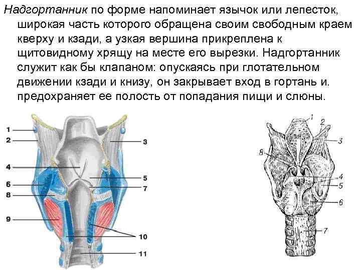 Надгортанник по форме напоминает язычок или лепесток, широкая часть которого обращена своим свободным краем