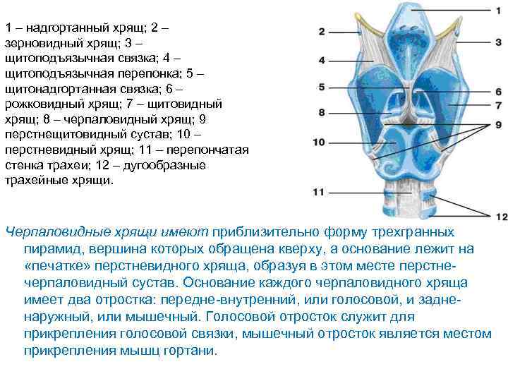 Надгортанник хрящ. Хрящи гортани.функция надгортанника. Надгортанный хрящ строение и функции. Мышечный отросток черпаловидного хряща.