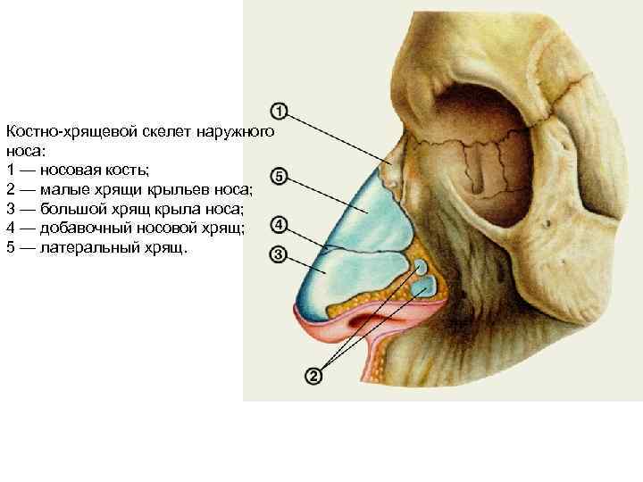 Костно-хрящевой скелет наружного носа: 1 — носовая кость; 2 — малые хрящи крыльев носа;