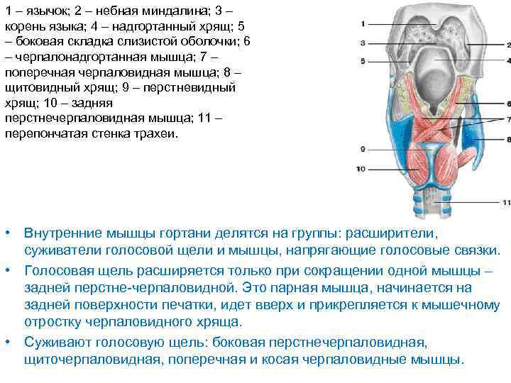 1 – язычок; 2 – небная миндалина; 3 – корень языка; 4 – надгортанный