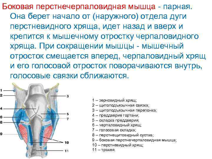 Боковая перстнечерпаловидная мышца - парная. Она берет начало от (наружного) отдела дуги перстневидного хряща,