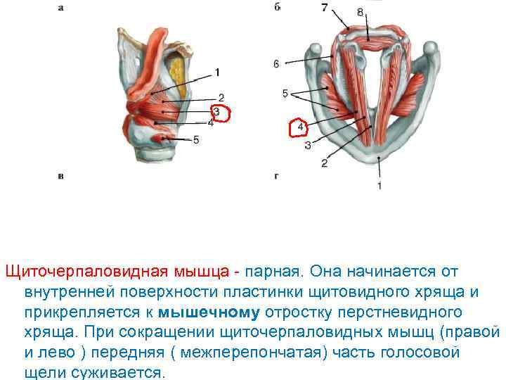 Щиточерпаловидная мышца - парная. Она начинается от внутренней поверхности пластинки щитовидного хряща и прикрепляется