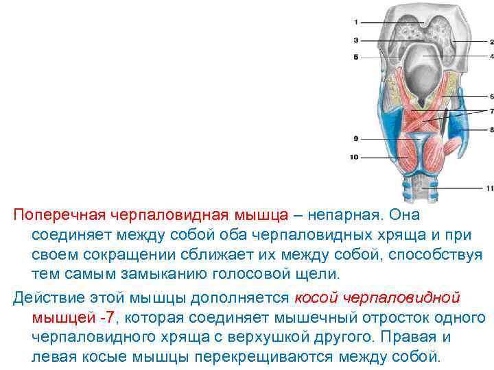 Поперечная черпаловидная мышца – непарная. Она соединяет между собой оба черпаловидных хряща и при