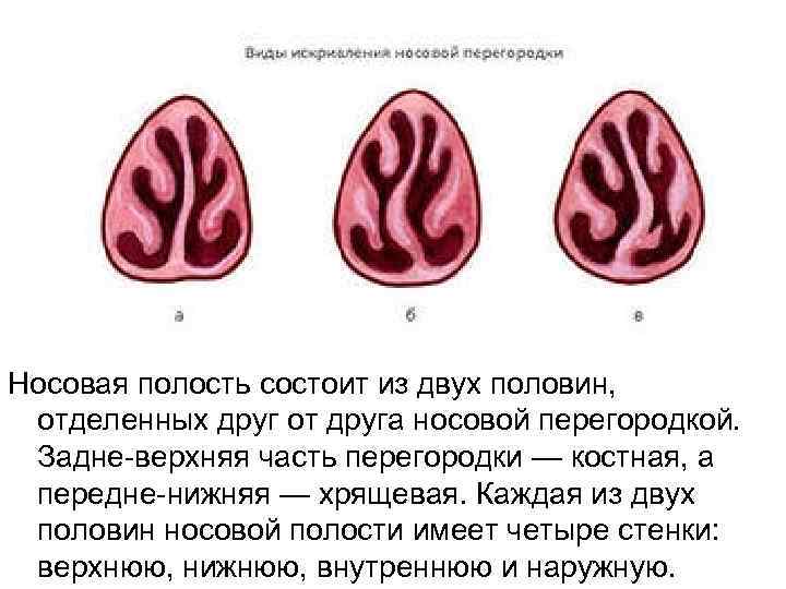 Носовая полость состоит из двух половин, отделенных друг от друга носовой перегородкой. Задне-верхняя часть