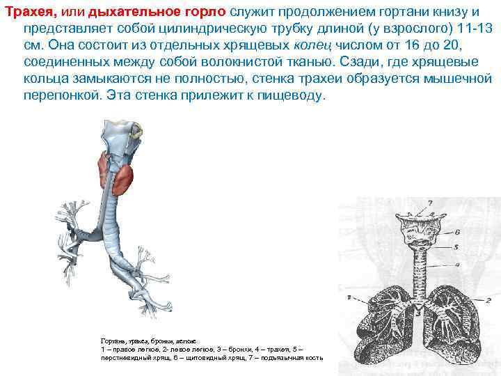 Трахея, или дыхательное горло служит продолжением гортани книзу и представляет собой цилиндрическую трубку длиной