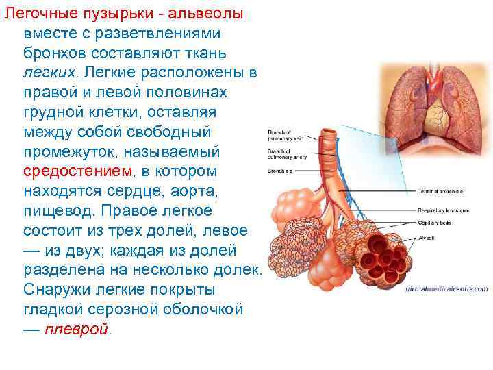 Легочные пузырьки - альвеолы вместе с разветвлениями бронхов составляют ткань легких. Легкие расположены в