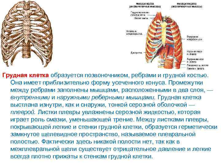 Грудная клетка образуется позвоночником, ребрами и грудной костью. Она имеет приблизительно форму усеченного конуса.