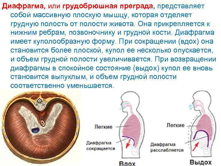 Диафрагма, или грудобрюшная преграда, представляет собой массивную плоскую мышцу, которая отделяет грудную полость от