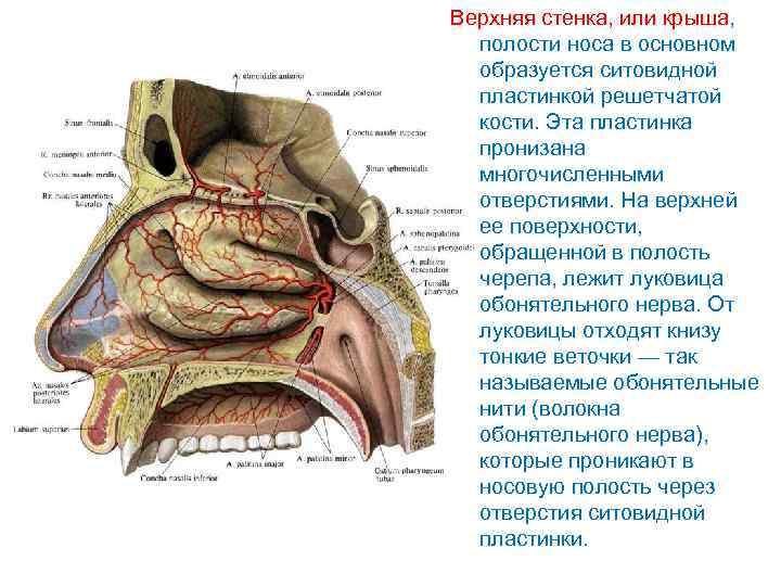 Стенки носа. Верхняя стенка носовой полости анатомия. Верхняя стенка носовой полости образована. Верхняя стенка полости носа образована.