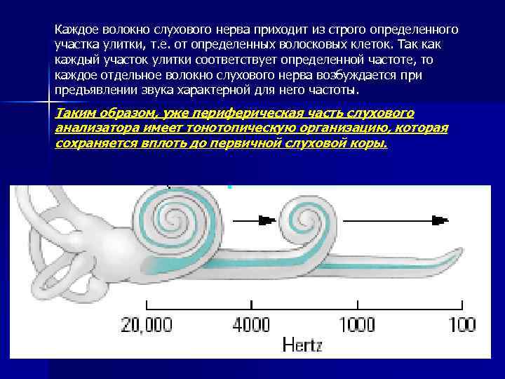 Каждое волокно слухового нерва приходит из строго определенного участка улитки, т. е. от определенных