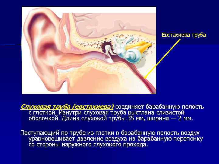 Рассмотрите на втором форзаце рисунок органа слуха проследите как звуковые