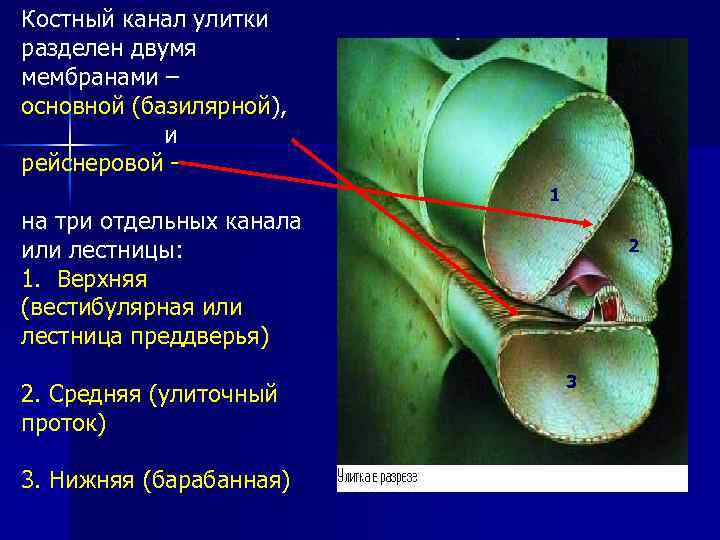 Костный канал улитки разделен двумя мембранами – основной (базилярной), и рейснеровой – 1 на