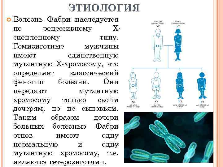 ЭТИОЛОГИЯ Болезнь Фабри наследуется по рецессивному Xсцепленному типу. Гемизиготные мужчины имеют единственную мутантную Х-хромосому,