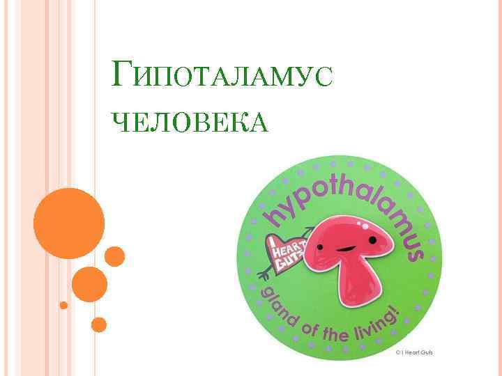 ГИПОТАЛАМУС ЧЕЛОВЕКА 