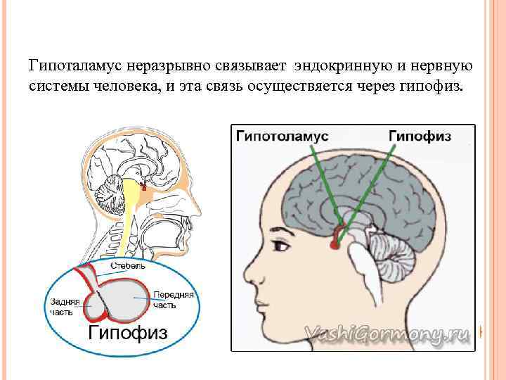 Гипоталамус неразрывно связывает эндокринную и нервную системы человека, и эта связь осуществяется через гипофиз.