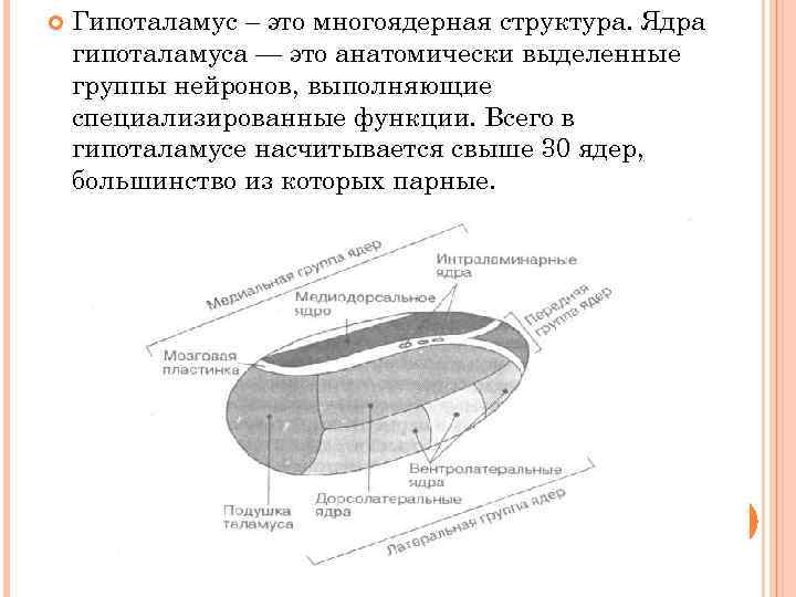  Гипоталамус – это многоядерная структура. Ядра гипоталамуса — это анатомически выделенные группы нейронов,