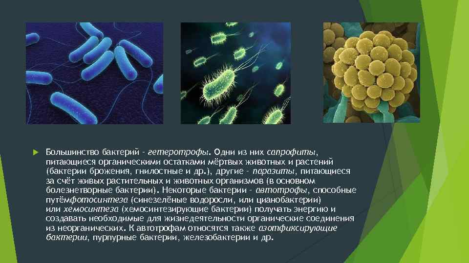 Прокариоты вирусы грибы. Гетеротрофное питание бактерий. Бактерии автотрофы и гетеротрофы. Типы питания микроорганизмов гетеротрофы. Типы питания микроорганизмов сапрофиты.
